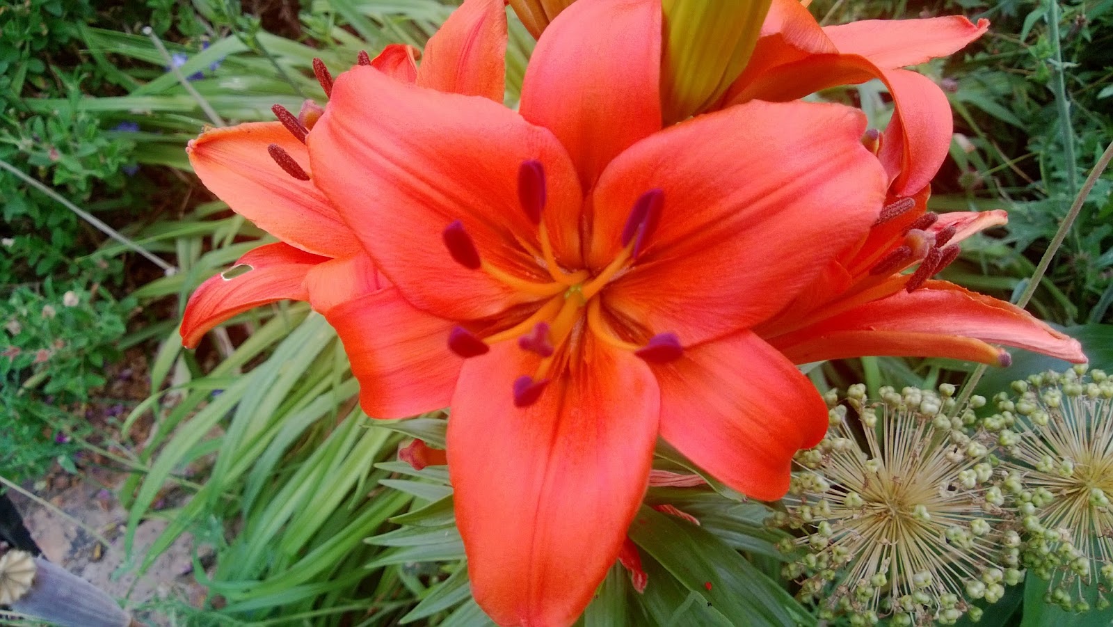 Something Beautiful Everyday Lovely Lillies, Lilium, Malvern